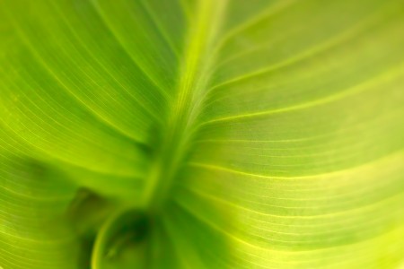 jplenio SDIM6670 big